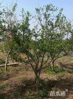 高度450厘米花石榴