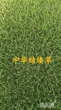 草卷状百慕大草