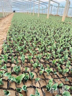 高度5厘米郁金香