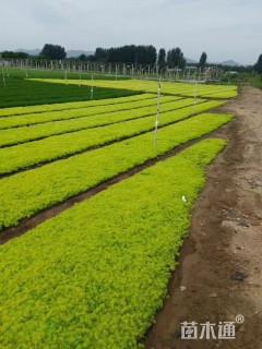 高度10厘米金叶佛甲草