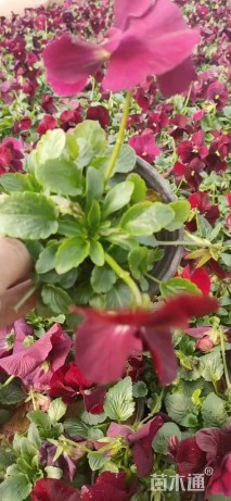 高度40厘米香彩雀