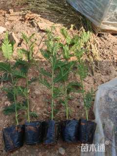 0.5公分澳洲金合欢