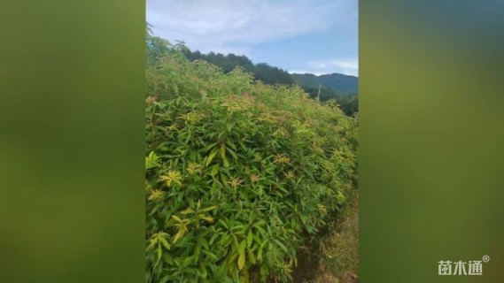 2公分木荷