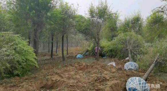 15公分中华金叶榆