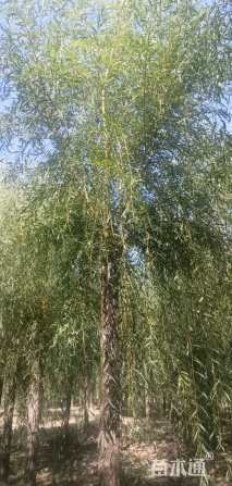 15公分金丝垂柳