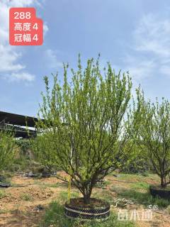 高度400厘米南丰蜜桔