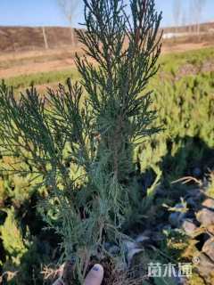 高度50厘米沙地柏