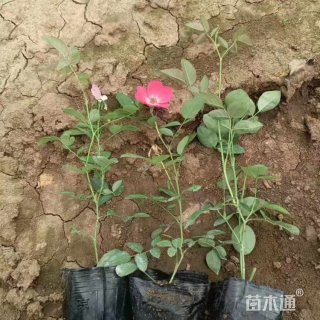 高度30厘米丰花月季