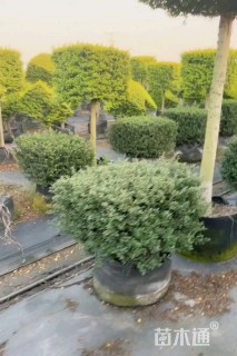 高度40厘米龟甲冬青