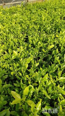 高度20厘米蓝雪花