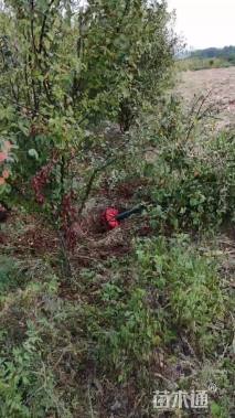 12公分木瓜海棠