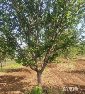 3公分樱花