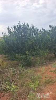 高度300厘米柑橘