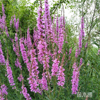 高度35厘米千屈菜