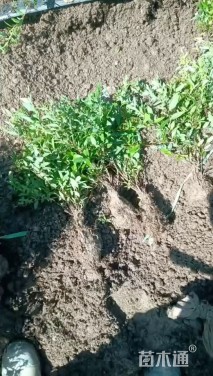 高度40厘米绣线菊