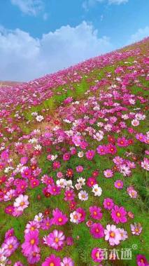 格桑花种子