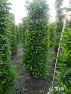 高度160厘米非洲茉莉球