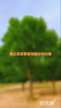 24公分白蜡