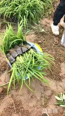 高度20厘米金娃娃萱草