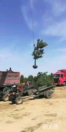 高度400厘米黑松