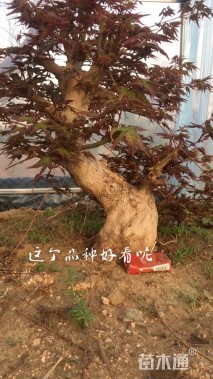 枫树