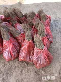 高度50厘米紫穗槐