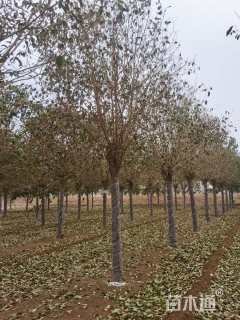 14公分大叶女贞