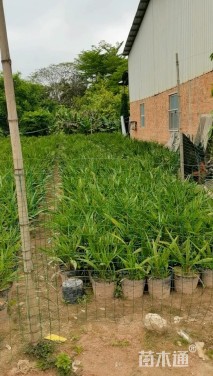 裸干高10厘米中东海枣