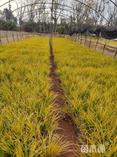 高度20厘米金线菖蒲