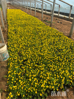 高度15厘米角堇