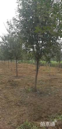 6公分流苏树