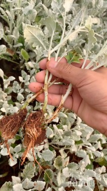 高度10厘米银叶菊