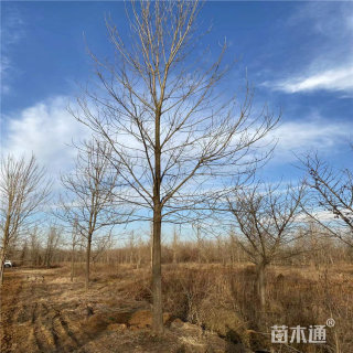 14公分白蜡