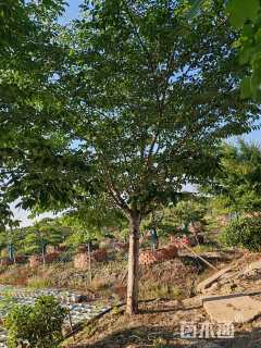 18公分染井吉野樱