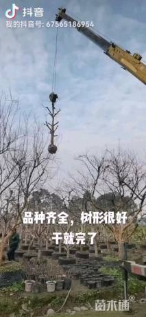 10公分柚子树