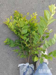 高度40厘米金叶女贞