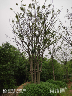 50公分丛生朴树