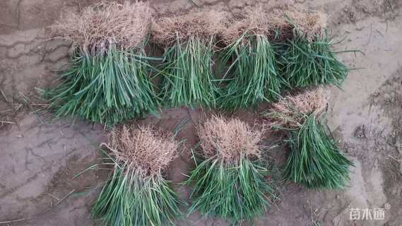 高度15厘米丹麦草