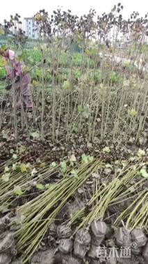 高度150厘米木芙蓉