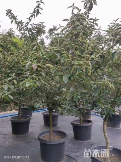 高度300厘米木绣球