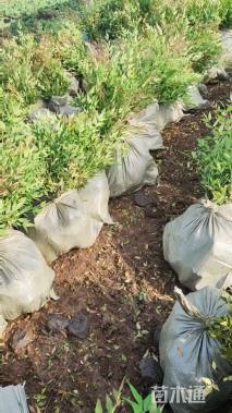 高度40厘米南天竹