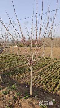 高度250厘米紫荆