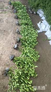 高度40厘米小叶栀子