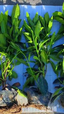 高度40厘米法国冬青