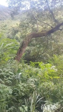 30公分朴树