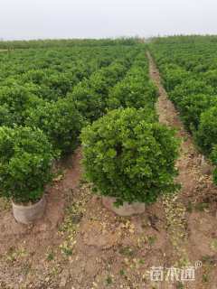 冠幅90厘米大叶黄杨球