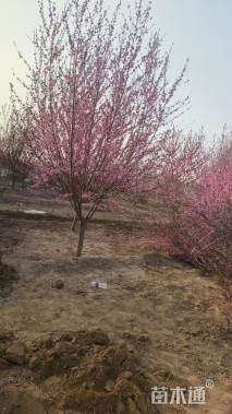 11公分红花山碧桃