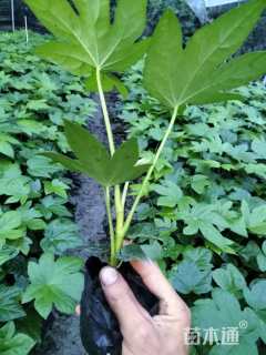 高度20厘米八角金盘