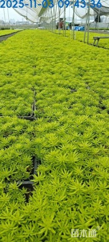 高度10厘米金叶佛甲草