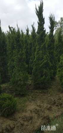 高度380厘米龙柏